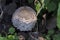 Parasol mushroom (Lepiota proÑÐµrÐ°)